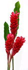 Ginger - Red - Small from Boulevard Florist Wholesale Market