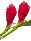 Ginger - Red - Large from Boulevard Florist Wholesale Market