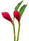 Ginger - Red - Medium from Boulevard Florist Wholesale Market