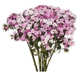 Gypsy Dianthus from Boulevard Florist Wholesale Market