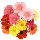 Gerbera Daisy - Large from Boulevard Florist Wholesale Market