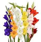 Gladiolus from Boulevard Florist Wholesale Market