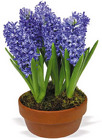 Hyacinth (W/ Pot Cover) from Boulevard Florist Wholesale Market