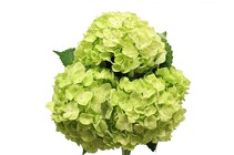 Hydrangea - LARGE GREEN from Boulevard Florist Wholesale Market