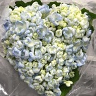 Hydrangea "Popcorn" from Boulevard Florist Wholesale Market