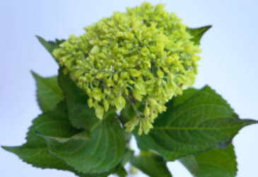 Hydrangea - Mini Light Green from Boulevard Florist Wholesale Market