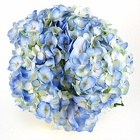 Hydrangea -LIGHT BLUE & WHITE from Boulevard Florist Wholesale Market Hydrangea -LIGHT BLUE & WHITE from Boulevard Florist Wholesale Market