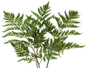 Leather Fern from Boulevard Florist Wholesale Market