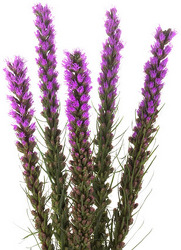 Liatris bu from Boulevard Florist Wholesale Market