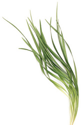 Lily Grass from Boulevard Florist Wholesale Market