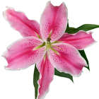 Lily Oriental Pink Varieties from Boulevard Florist Wholesale Market