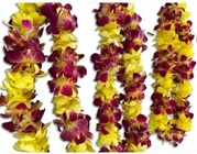 Lei - Dbl Alt Bombay Dyed Yellow & White Dyed Yellow from Boulevard Florist Wholesale Market