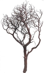 Manzanita - Natural Large 5' to 6' from Boulevard Florist Wholesale Market