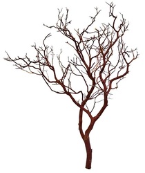 Manzanita - Natural Medium 3'-4' from Boulevard Florist Wholesale Market