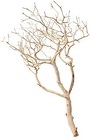 Manzanita - Sandblasted Medium 3' to 4' from Boulevard Florist Wholesale Market