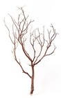 Manzanita - Natural Small 18