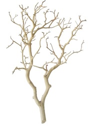 Manzanita - Sandblasted Small 18" - 2' from Boulevard Florist Wholesale Market