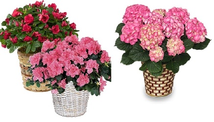 Upgraded Blooming Plant in Basket from Boulevard Florist Wholesale Market