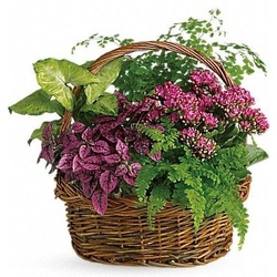 Basket Garden of Mixed Blooming & Tropical Plants from Boulevard Florist Wholesale Market