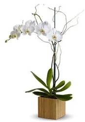6" Orchid Deco from Boulevard Florist Wholesale Market