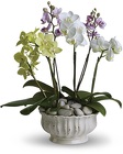 Regal Orchids from Boulevard Florist Wholesale Market