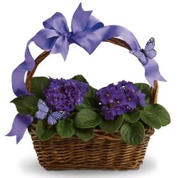 African Violets & Butterflies from Boulevard Florist Wholesale Market