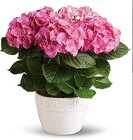 Hydrangea  from Boulevard Florist Wholesale Market