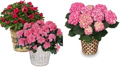 Azalea In A Basket from Boulevard Florist Wholesale Market