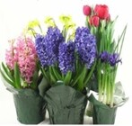 Blooming Plants In A Basket from Boulevard Florist Wholesale Market