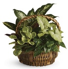Mixed Green Garden Basket from Boulevard Florist Wholesale Market