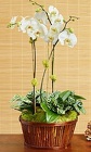 Green Plant Combo w/ Double Stsm Orchid from Boulevard Florist Wholesale Market