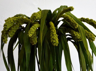 Millet - Green & Black from Boulevard Florist Wholesale Market