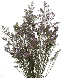 Misty Blue Limonium  from Boulevard Florist Wholesale Market