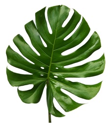 Monstera - Medium - 15" from Boulevard Florist Wholesale Market