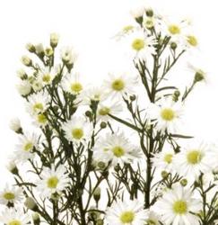 Monte Casino Aster from Boulevard Florist Wholesale Market