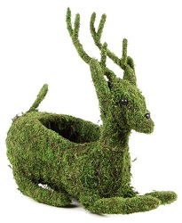 Moss Shapes - Reindeer from Boulevard Florist Wholesale Market