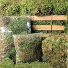 Moss - Sphagnum from Boulevard Florist Wholesale Market