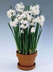 Paperwhite (Narcissus) Plant - 4