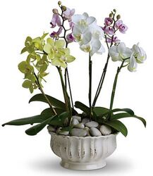 Orchid Combo from Boulevard Florist Wholesale Market