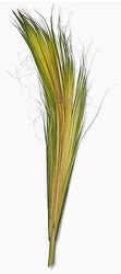 Palm Bud from Boulevard Florist Wholesale Market