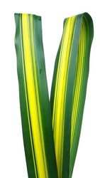 Pandanus - Straight from Boulevard Florist Wholesale Market