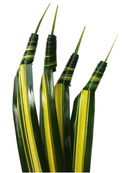 Pandanus - Twisted from Boulevard Florist Wholesale Market