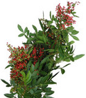 Pepper Berry from Boulevard Florist Wholesale Market