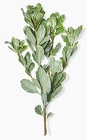 Pittosporum from Boulevard Florist Wholesale Market