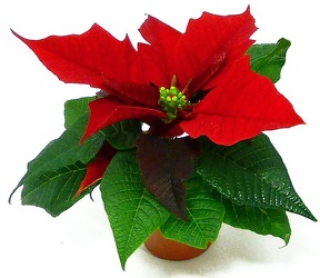 2" Pot Poinsettia (No Pot Covers) from Boulevard Florist Wholesale Market