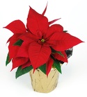 4.5" Pot Poinsettia (With Pot Cover) from Boulevard Florist Wholesale Market