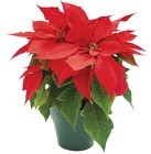 4.5" Pot Poinsettia (No Pot Covers) from Boulevard Florist Wholesale Market