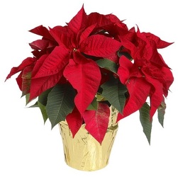 6.5" Pot Poinsettia (With Pot Covers) from Boulevard Florist Wholesale Market