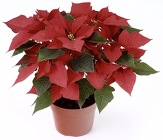 6.5" Pot Poinsettia (No Pot Covers) from Boulevard Florist Wholesale Market