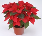 8" Pot Poinsettia (No Pot Cover) from Boulevard Florist Wholesale Market